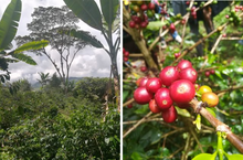 Load image into Gallery viewer, Colombia Huila (Medium Roast)
